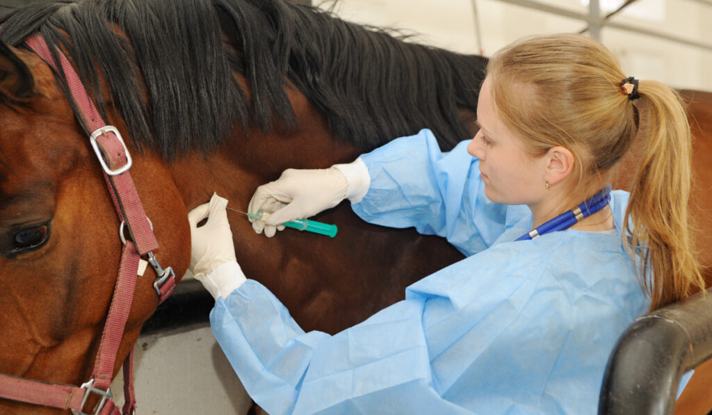 Veterinarian doctor with horse