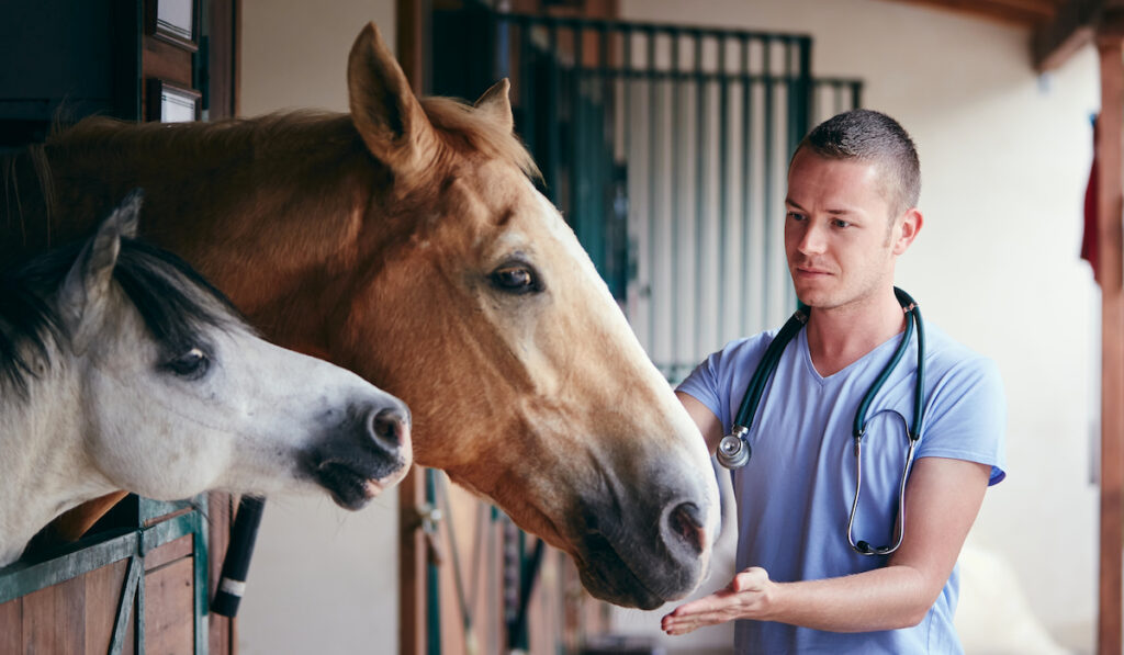 Veterinarian during medical care of horses in stables
