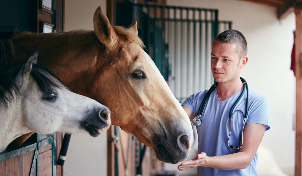 26 Equine Careers with Estimated Salaries Helpful Horse Hints