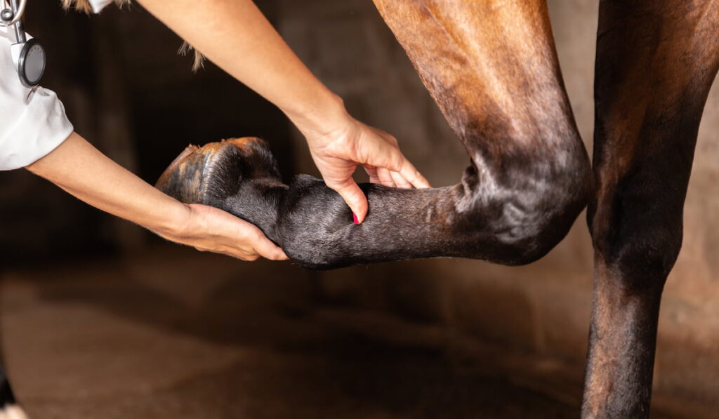 Veterinarian examining horse leg tendons