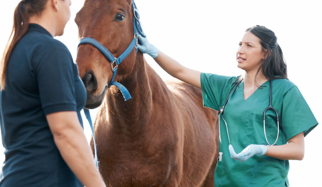 Veterinarian with her assistant with a horse on a farm