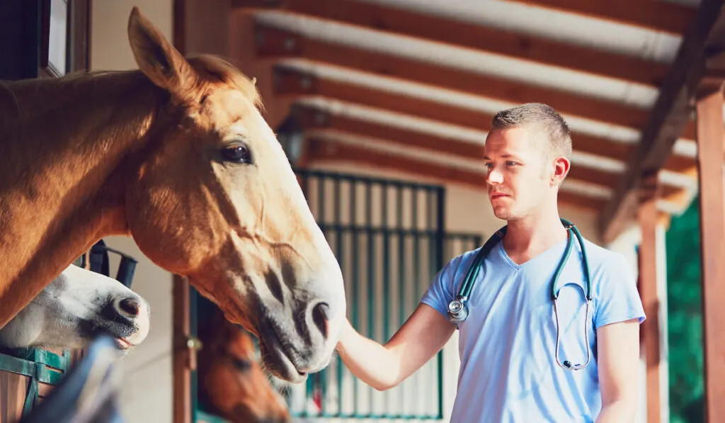 Veterinary medicine at the farm checking horses