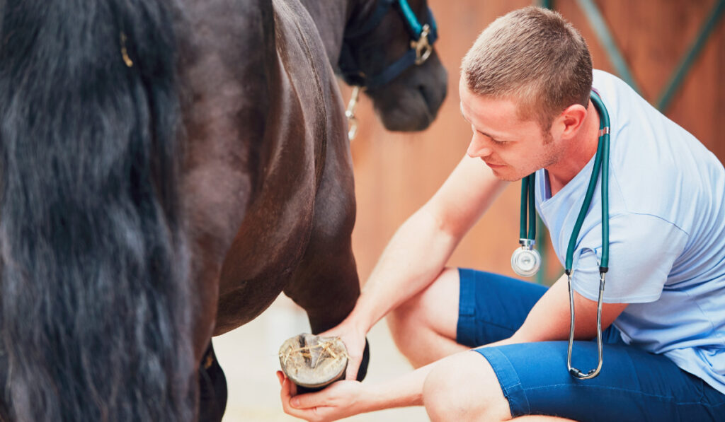 Veterinary medicine at the farm
