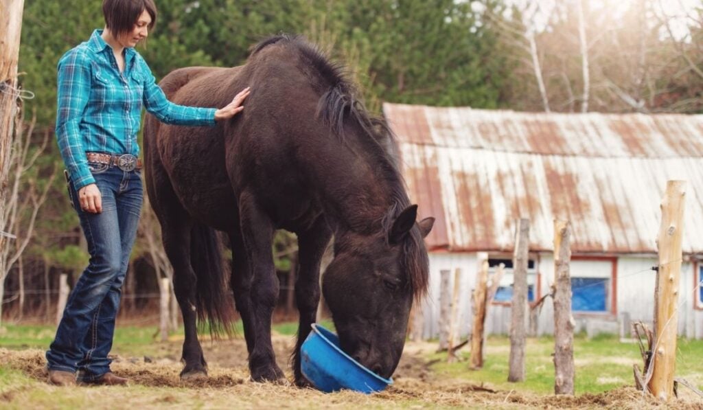 Vitamin Supplements For Horse