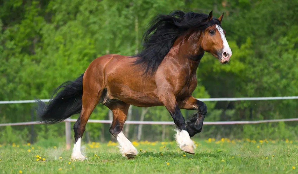 Vladimir draft horse runs gallop on meadow