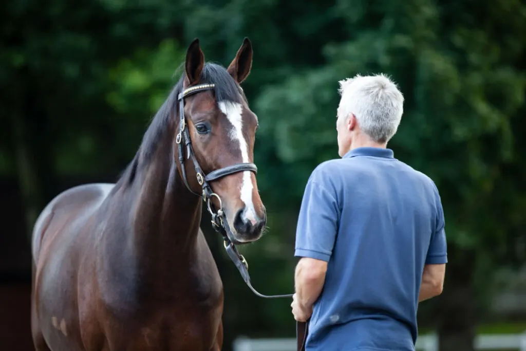 War Front horse being taken cared of a man in blue shirt