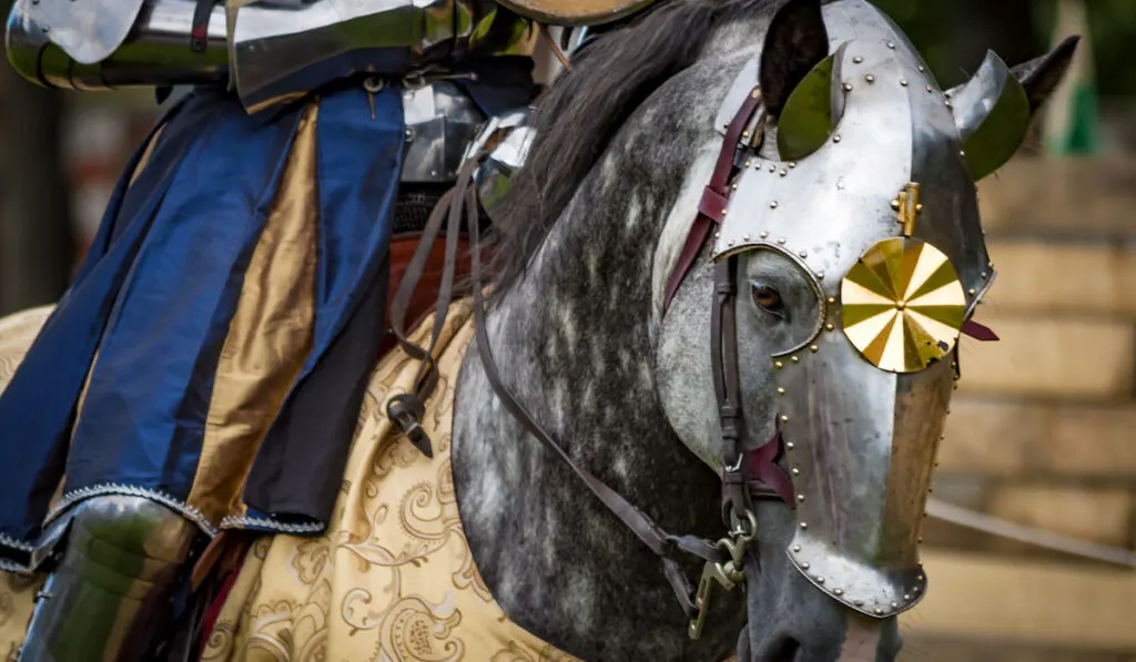 War horse, mounted by a knight in heavy armour, wearing a chanfron