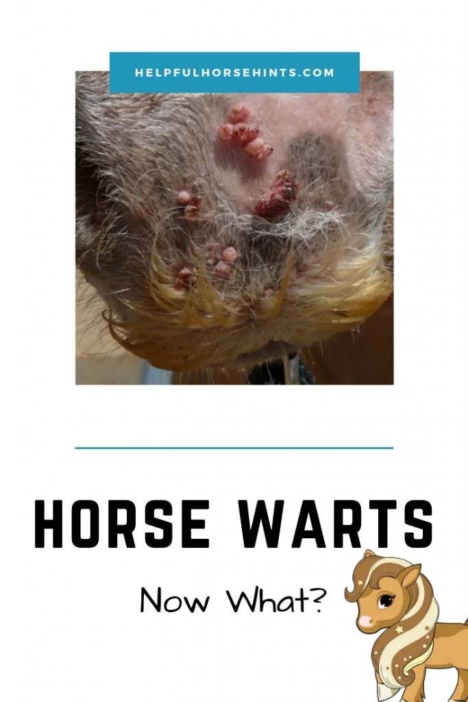 pictures of warts on horses