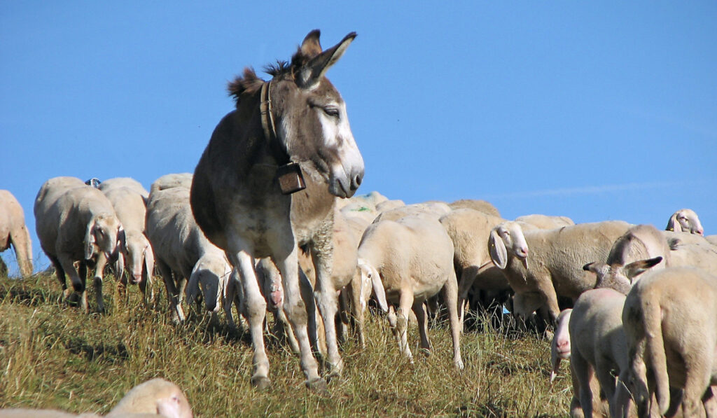 Watch donkey in great flock with thousands of sheep
