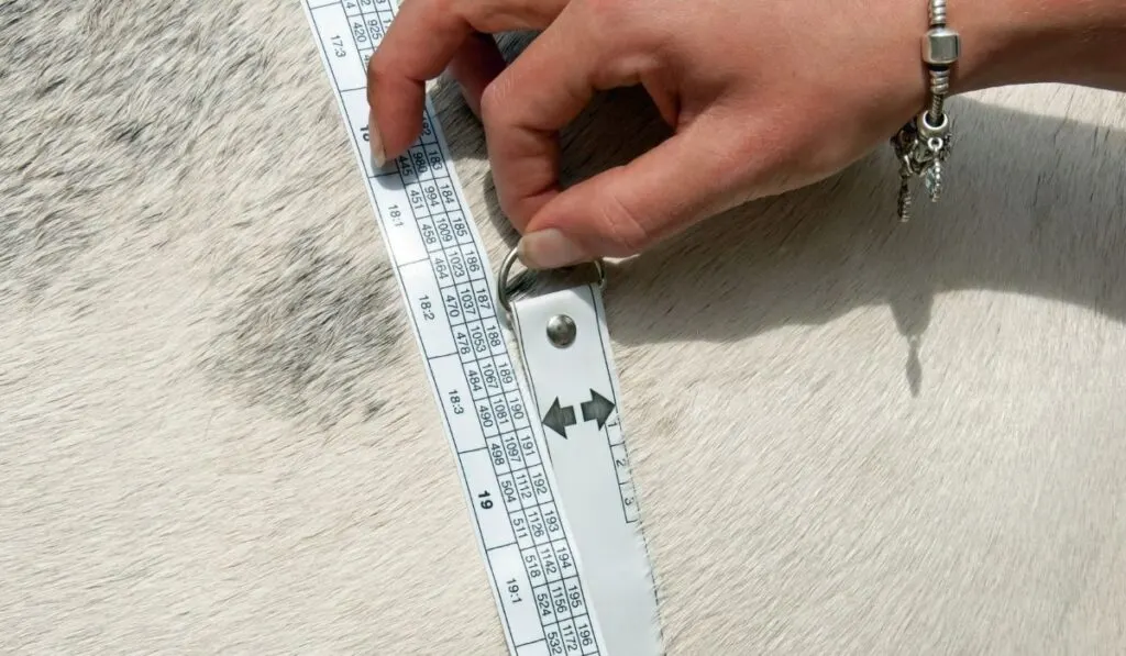 13 Ways to Put Weight on a Thoroughbred Helpful Horse Hints