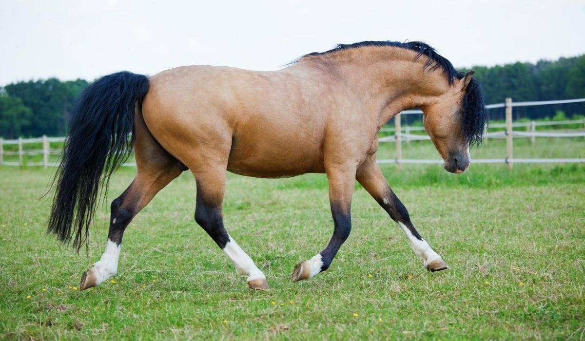 Welsh Pony running in field