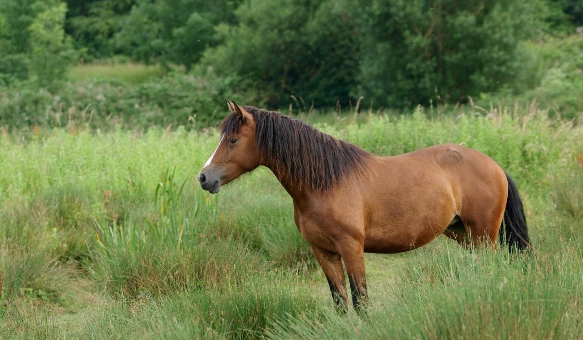 Welsh Pony Cob