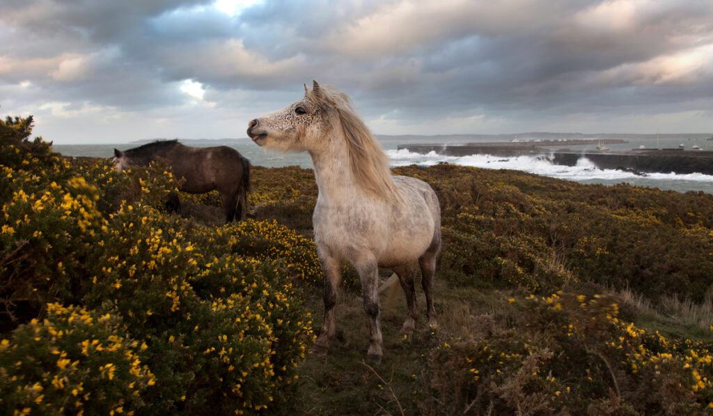 Welsh Pony at a breakwater park