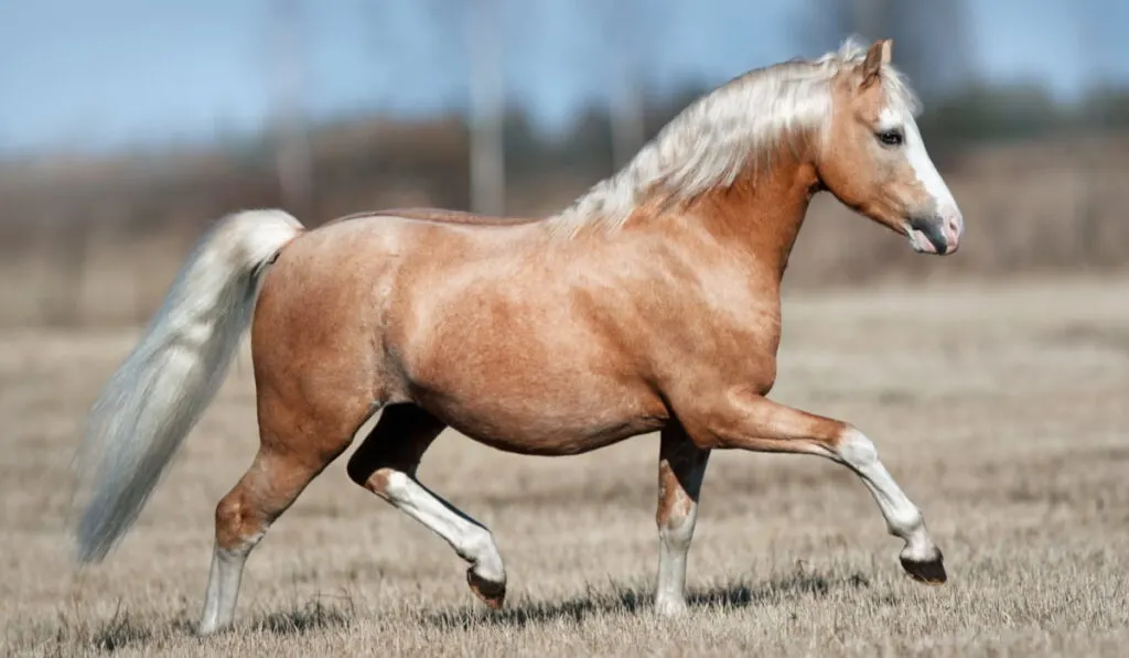 Welsh Pony running in the farm 