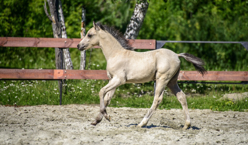 dun horse running in the field