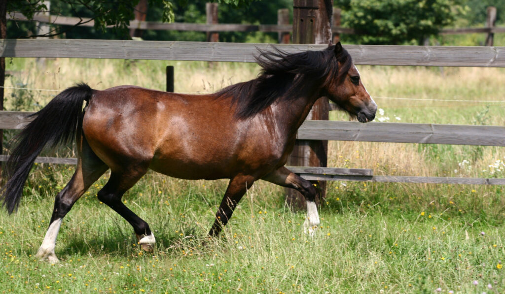 Welsh pony trotting on meadow
