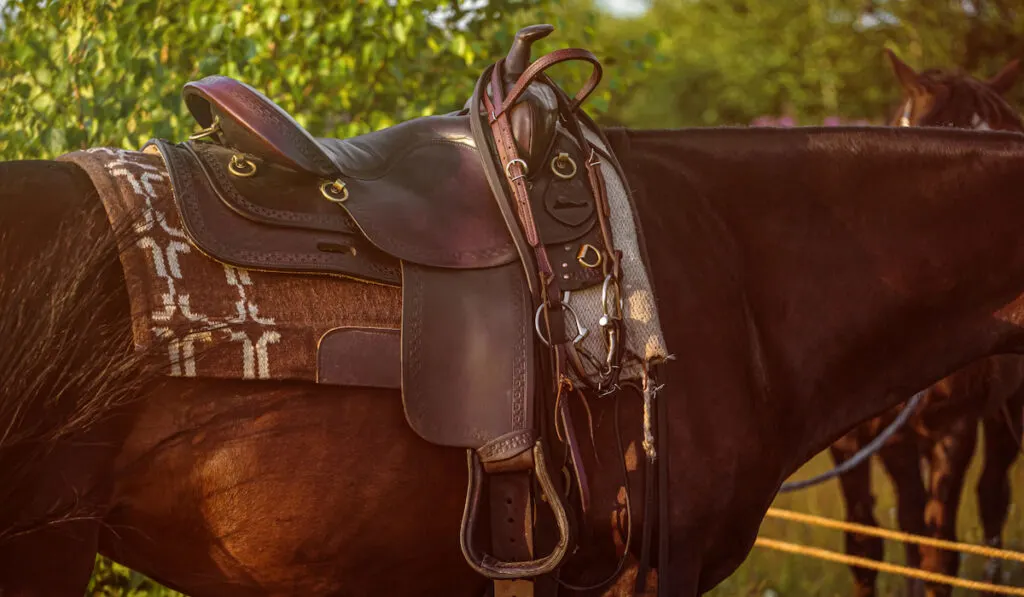 Western leather saddle on brown horse in the farmyard