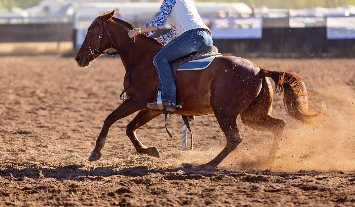 Types of Spurs and Their Uses Helpful Horse Hints