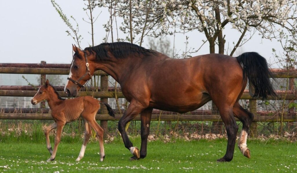 Westphalian