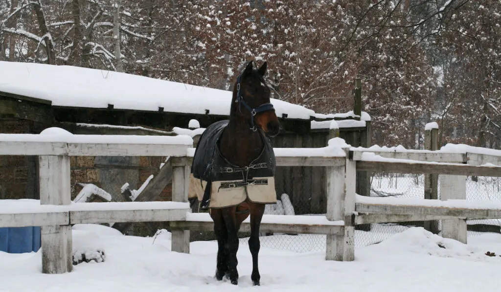 Westphalian horse in paddock in the winter snow