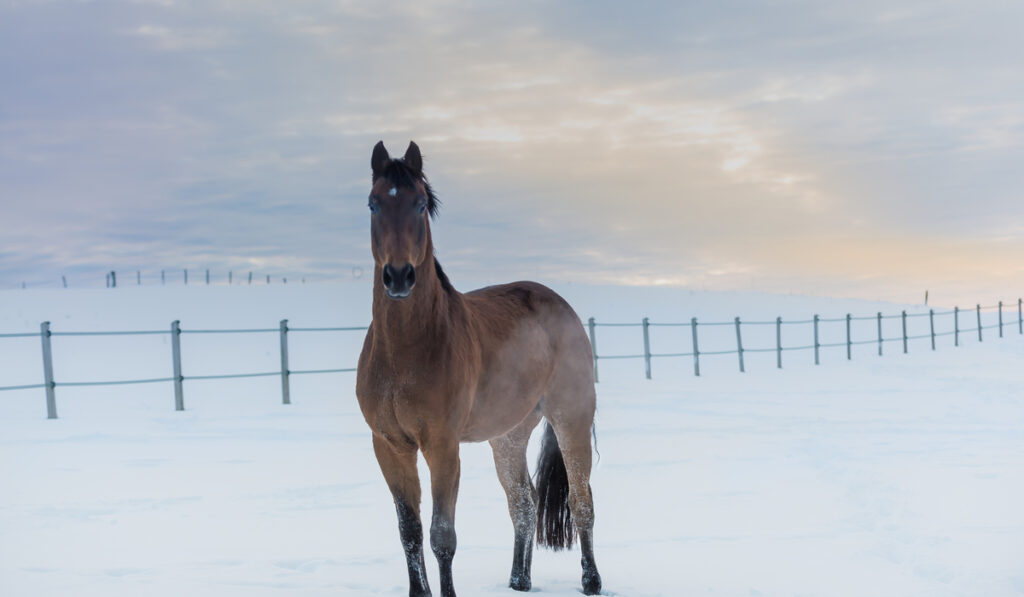 Westphalian horse stands gracefully on snowy farm