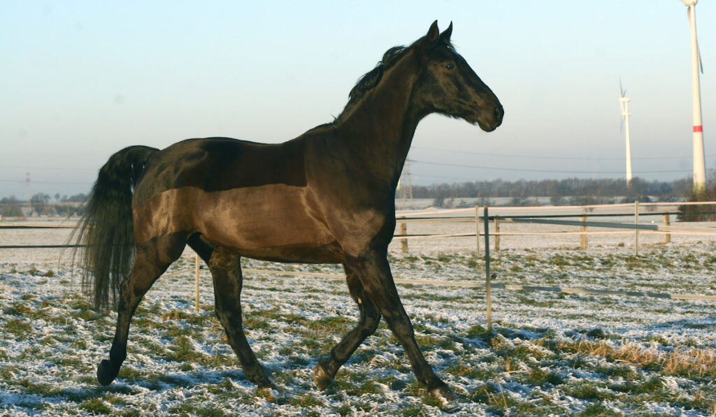 Westphalian horse walking on meadow