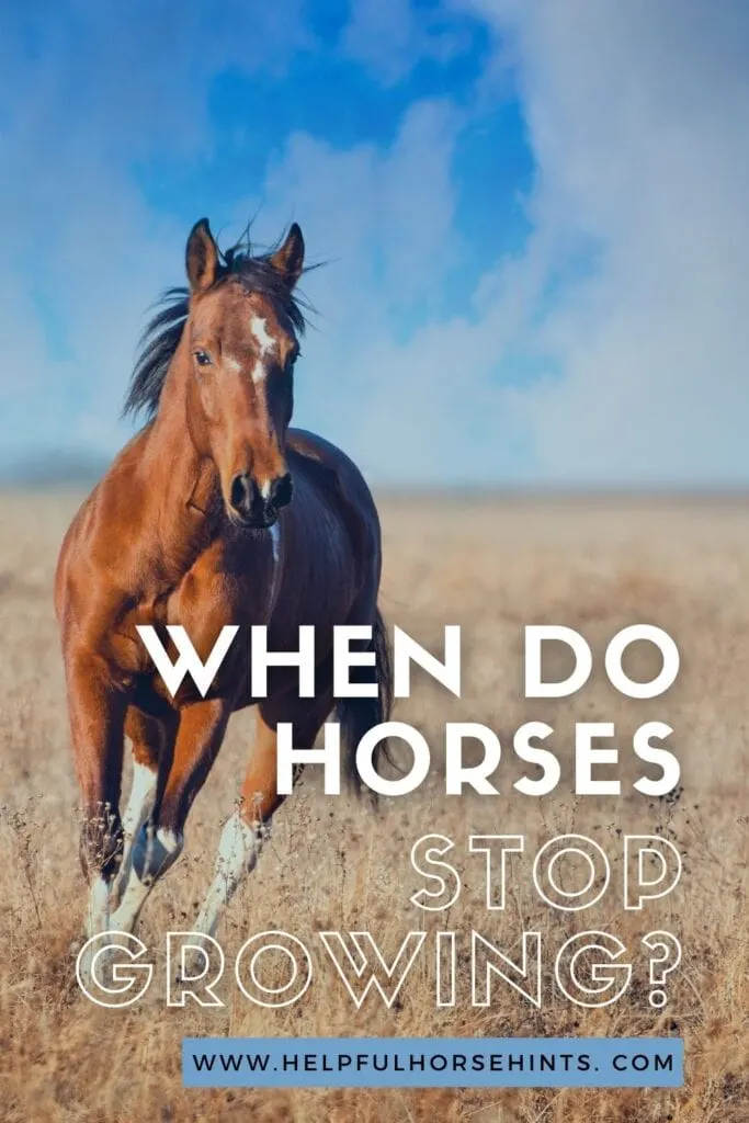 Pinterest pin - When Do Horses Stop Growing Bigger