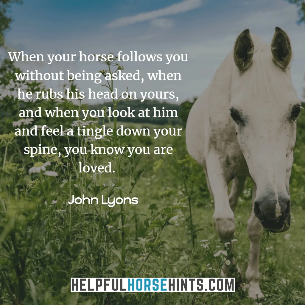 Horse Quote - When your horse follows you without being asked, when he rubs his head on yours, and when you look at him and feel a tingle down your spine, you know you are loved. 
