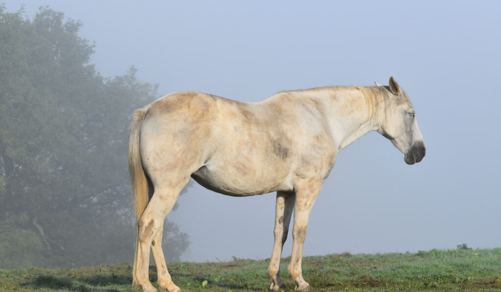 White American Standardbred in morning mist