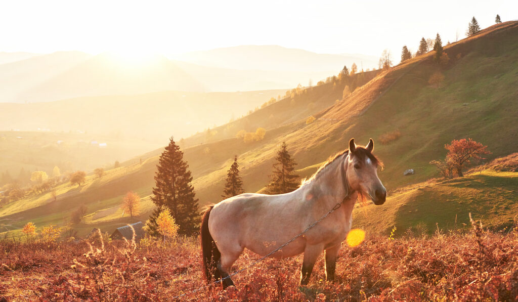 White Arabian Horse grazing on the mountain slope