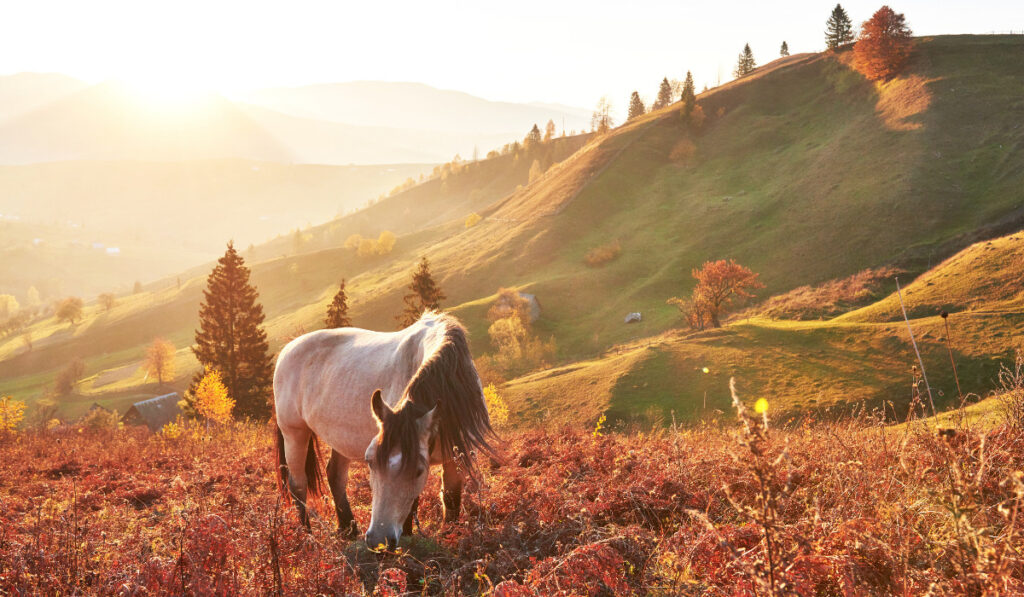 White Arabian horse graze on on the mountain slope at sundown in orange sunny beams ee220326