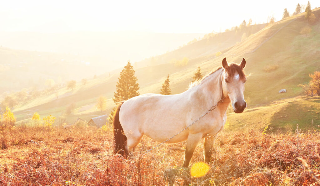 White Arabian horse grazing on the mountain slope