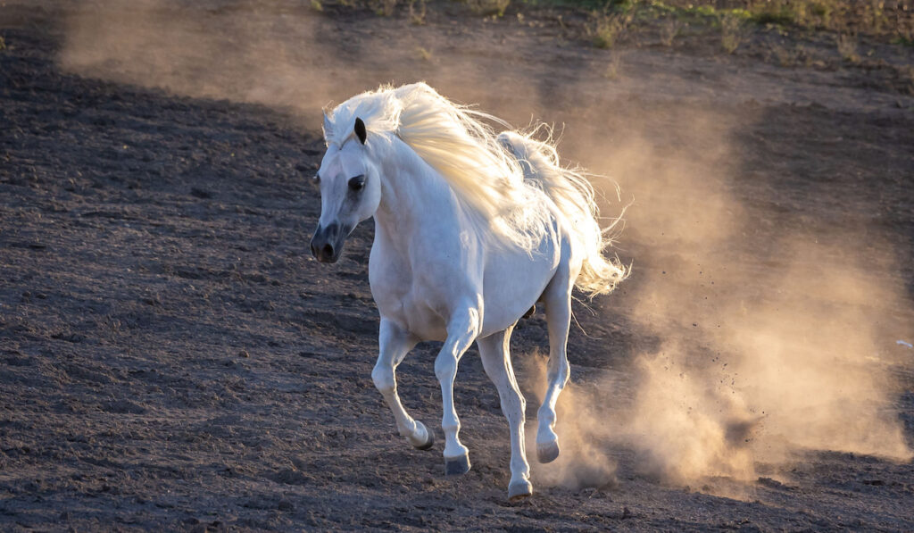White Arabian horse running in a field