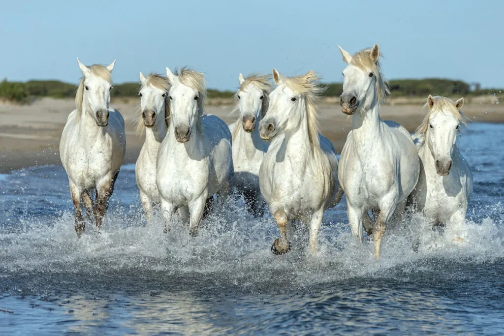 White Camargue Horses galloping along the beach