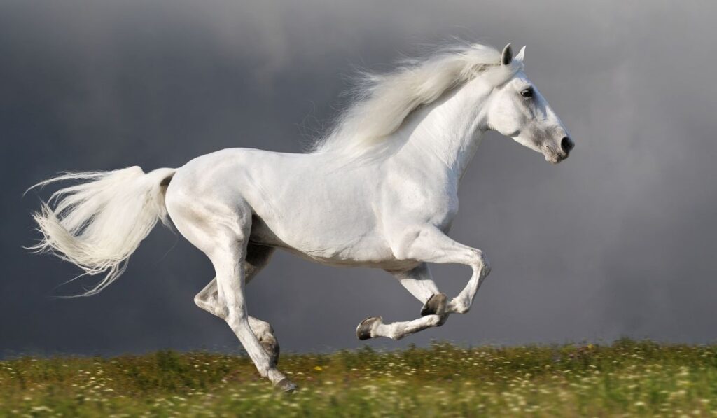 White Horse Running