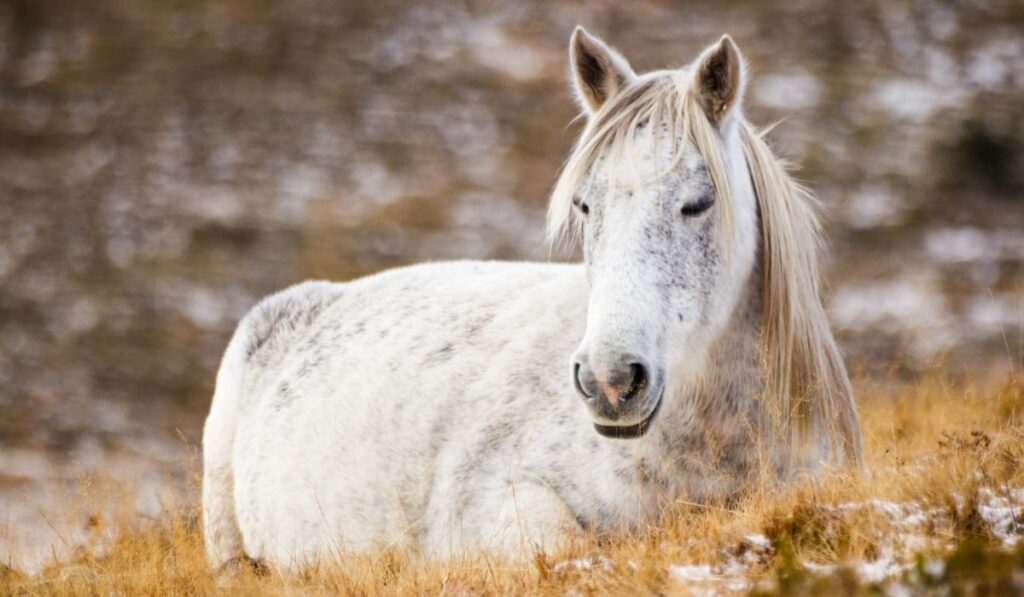 White  Mustang Horse