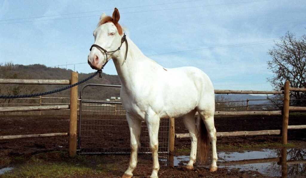 White Paint Horse