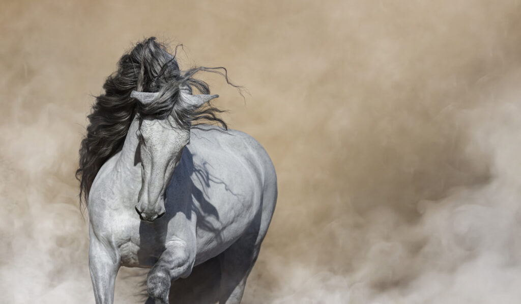 White Purebred Andalusian horse in light smoke 