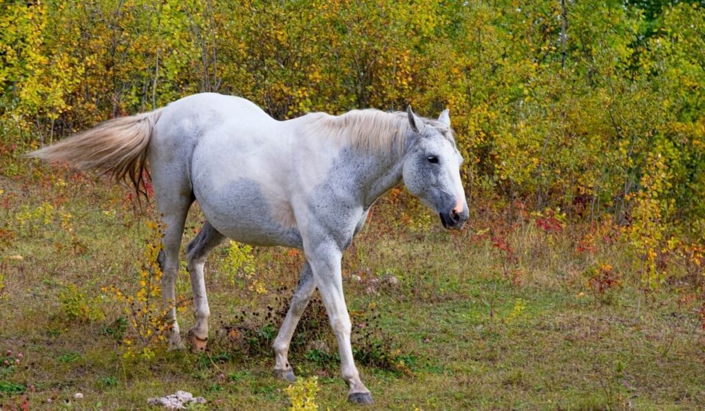 White Quarter Horse