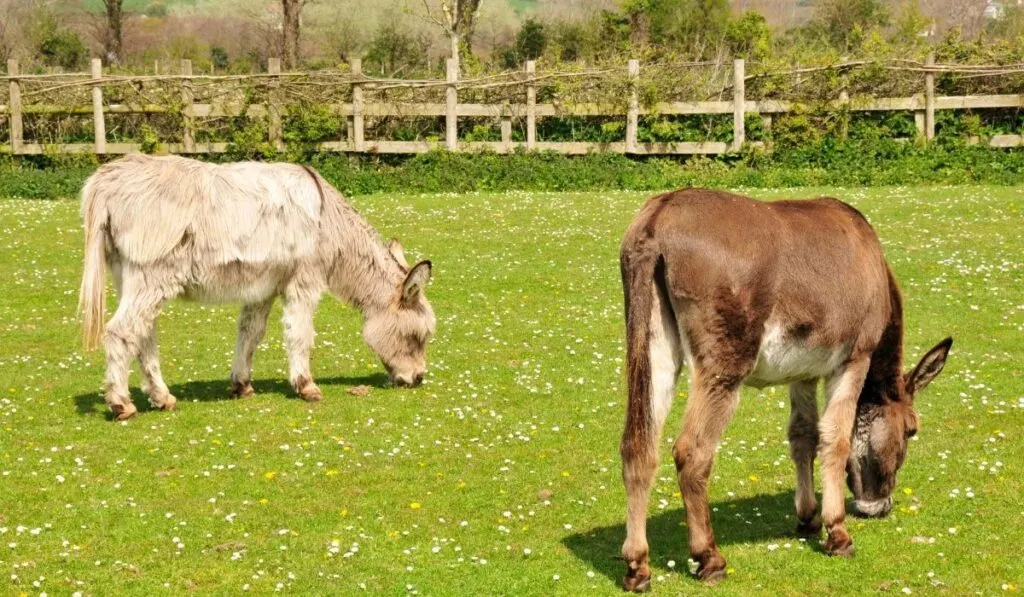 White and Brown Donkies Grazing