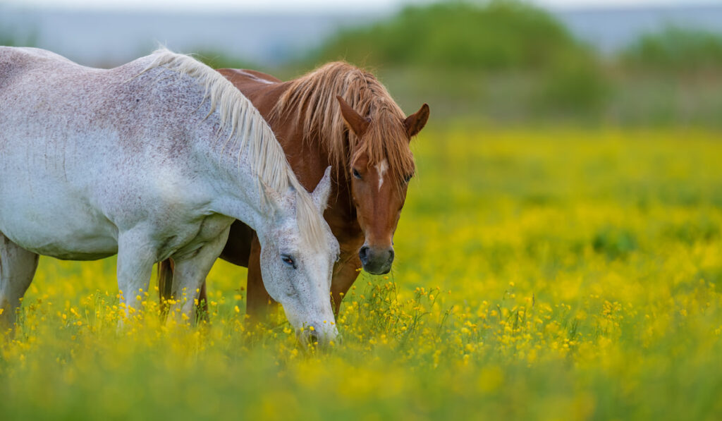 White and brown horse on field of yellow flowers 