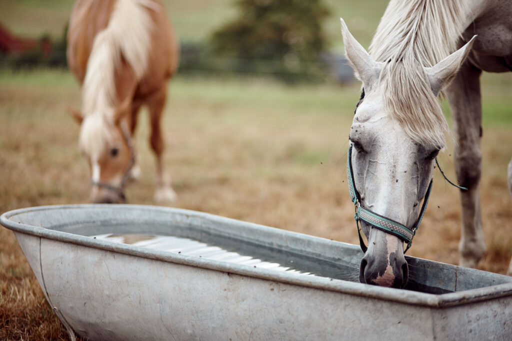 White horse drinking water from a metal bucket in farmland