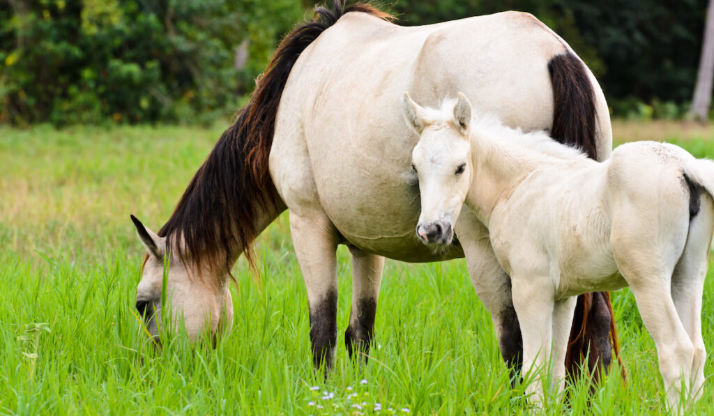 White horse mare and foal in a grass
