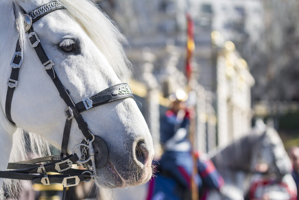 White horse participates in the Changing of the Guard at Royal Palace