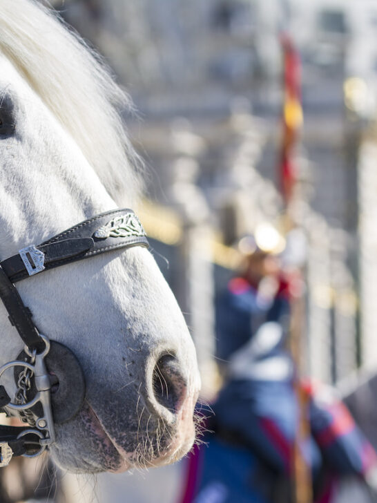 White horse participates in the Changing of the Guard at Royal Palace
