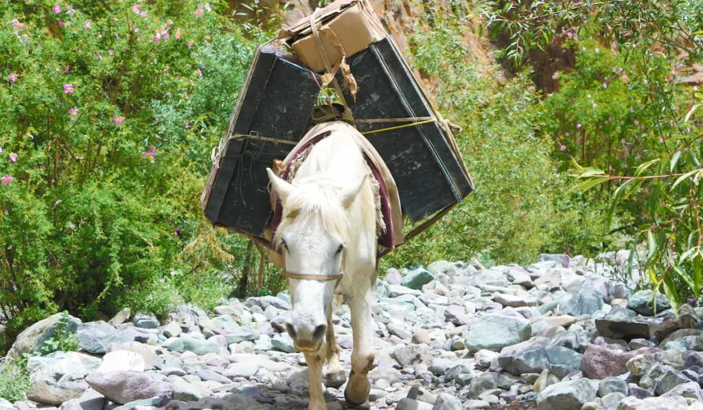White pony carrying luggage in mountain
