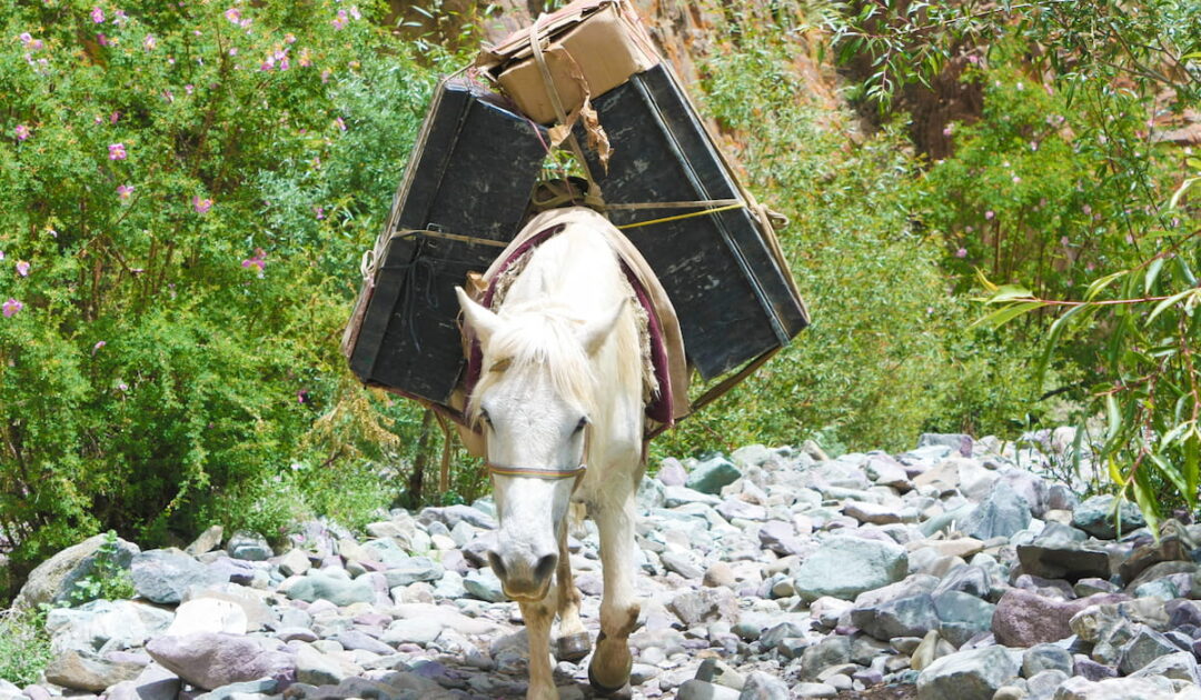 How Much Weight Can A Pony Carry? Helpful Horse Hints