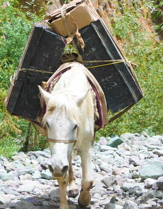 white pony carrying luggage in the mountain