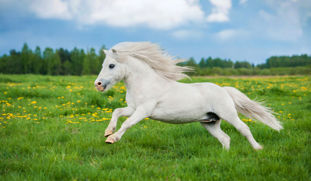 White shetland pony running on the field in summer
