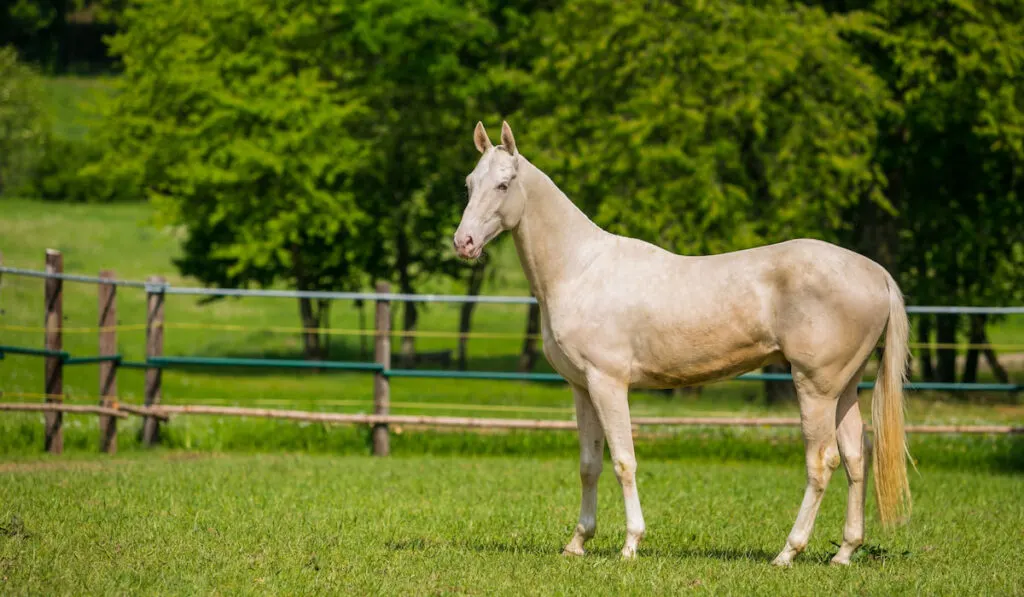 White stallion of akhal teke horse breed standing in a paddock